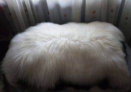 Ovčí kožešina 100% přírodní 126 -140 cm  bílá